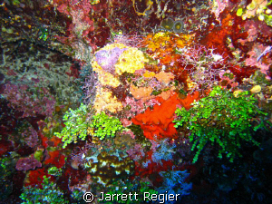 Bursting with Color! by Jarrett Regier 